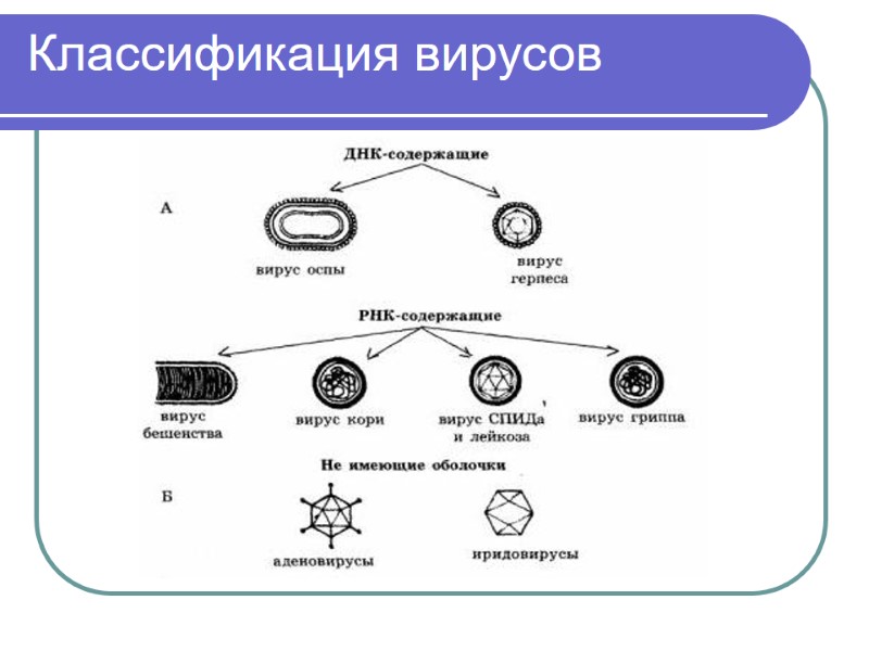 Классификация вирусов
